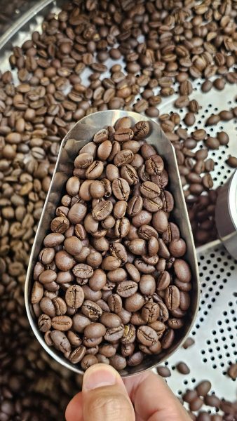Robusta Coffee