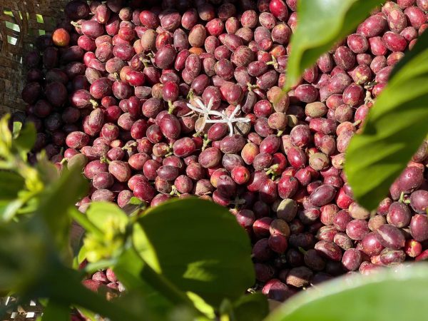 Fresh coffee cherries growing on a coffee tree in Vietnam