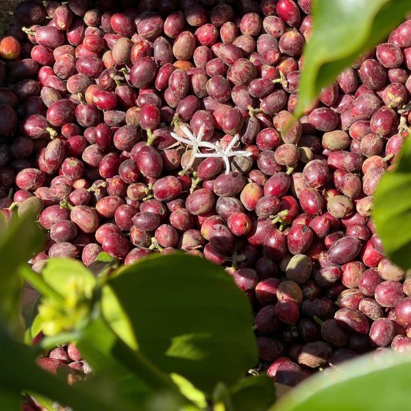 Fresh coffee cherries growing on a coffee tree in Vietnam