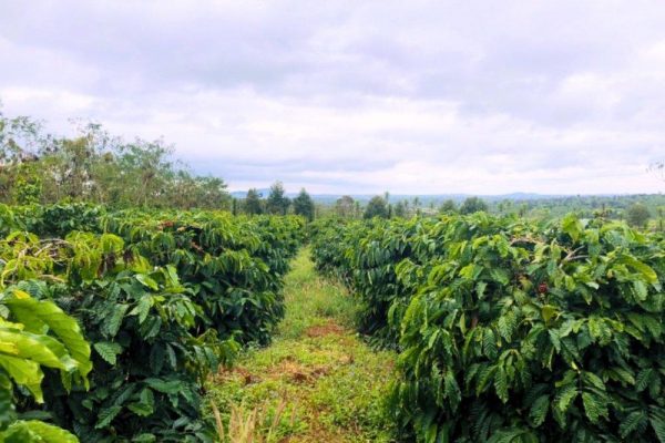 Robusta coffee plantation in Vietnam's Central Highlands