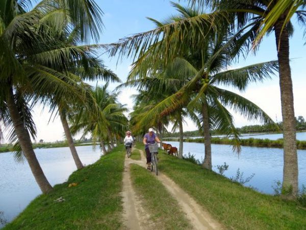 Cycling through Hoi An countryside with rice fields and coconut palms