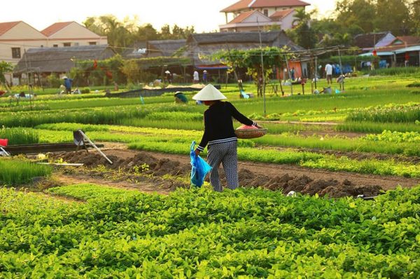 Tra Que Vegetable Village Hoi An with green vegetable fields
