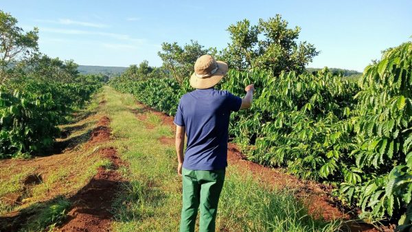 Robusta coffee plant with ripe cherries in Vietnam