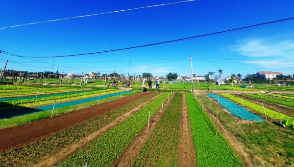 Tra Que Vegetable Village