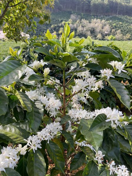 Coffee plant growing in Vietnam