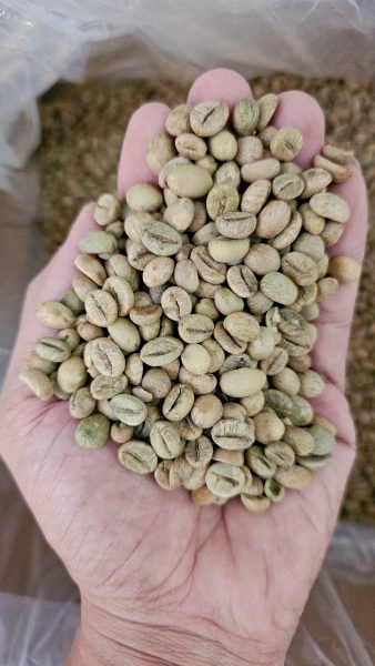 Green coffee beans for an advanced coffee roasting class in Hoi An