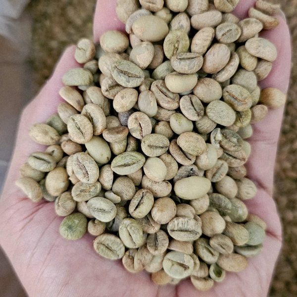 Green coffee beans for an advanced coffee roasting class in Hoi An