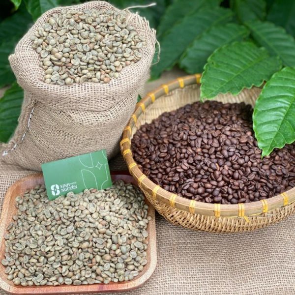 Vietnamese Robusta and Arabica coffee beans before and after roasting